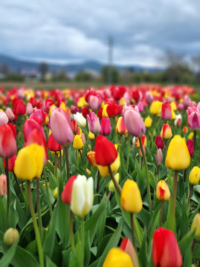 Blumen zum Selbstschneiden