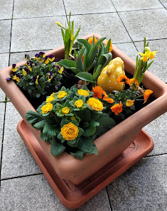 Blumen Maas