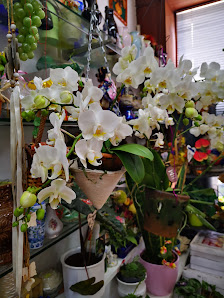 Blumenladen Blumen und Pflanzen Hoang Lan