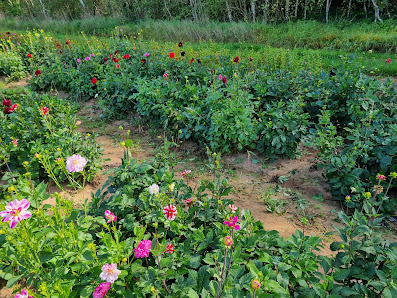 Blumen zum Selbstschneiden