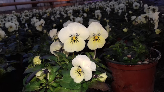 Gartenbaubetrieb J. Sommer