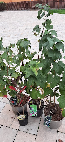 Blumenfreuden Floristikfachgeschäft