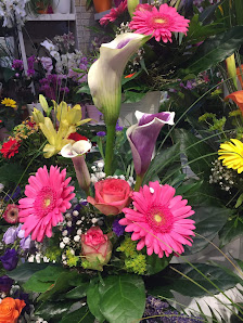Blumen und Pflanzen Pirna