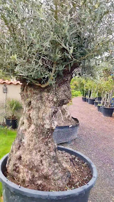 Mediterraneum Gartenzauber