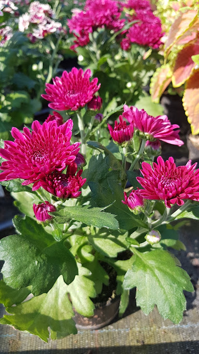 Gartencenter