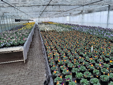Blumen- und Pflanzenshop Schiwek
