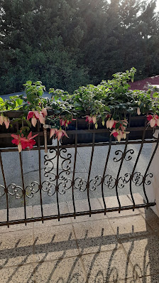 Blumen- und Pflanzenshop Schiwek