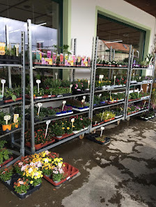 Blumenhaus Franke Gbr
