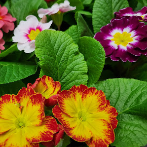 Jens Starke Gartenbau