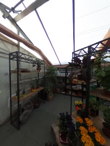 Blumenfreund Feindt Blumenhaus und Gärtnerei