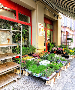 Blumen & Pflanzen