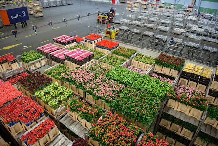 Behne-Blumen Topf- & Schnittblumengroßhandel