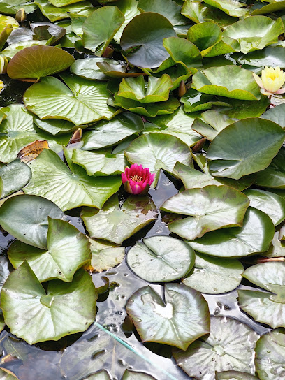 Arendsee (Altmark)