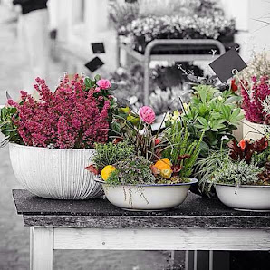 Blumen Kreativ
