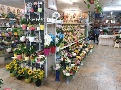 Blumen Pflanzen