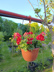 Glücksklee Blumen Gartenbau Verkaufsgärtnerei