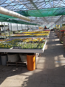 Glücksklee Blumen Gartenbau Verkaufsgärtnerei