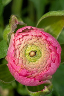 Blumenhaus & Gärtnerei Staudt