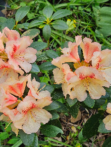 Rhododendron Strauss
