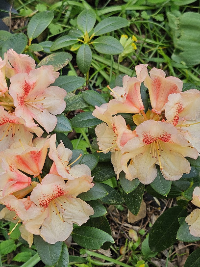 Gartencenter