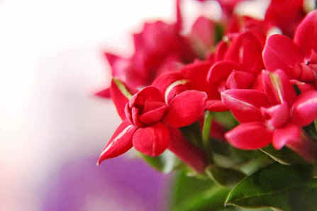 Rosenstädter Blumenstübchen Inh. Angela Höschel
