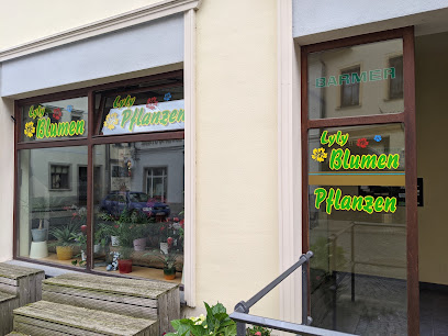 Lyly Blumen und Pflanzen