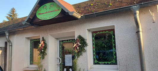 Mauerblümchen Floristik Pflanzen