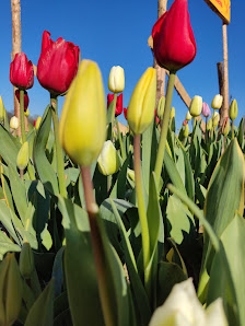 Merles Blumengarten - Blumen selbst schneiden