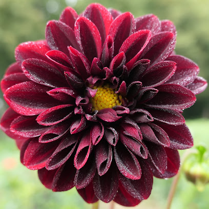 Merles Blumengarten - Blumen selbst schneiden