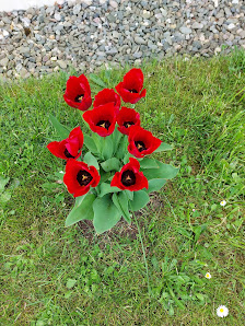 Blumen Büttner