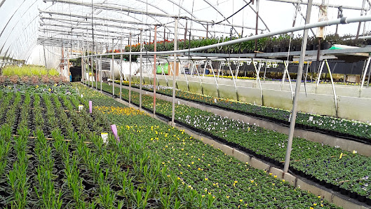Gärtnerei, Floristk und Dienstleistungen Memmler