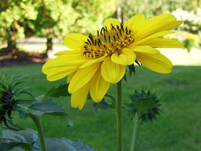 Blumenhandelsgesellschaft Gönnebek UG (haftungsbeschränkt)
