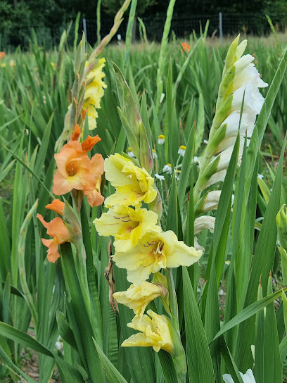 Blumenmarkt in Selent