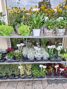 Blumenladen Saale-Flora, Saalfeld Markt