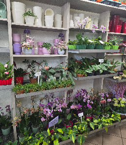 Blumenladen Saale-Flora, Saalfeld Markt