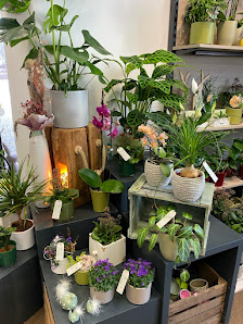 Blumen Edelweiß