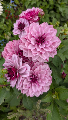 Gartenbau und Blumengeschäft Paul Panzer