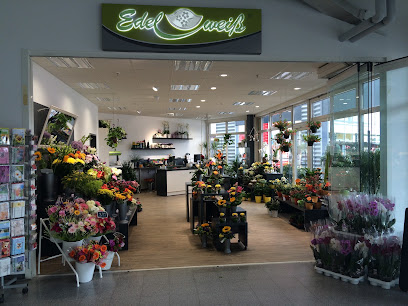 Blumen Edelweiß Zella-Mehlis