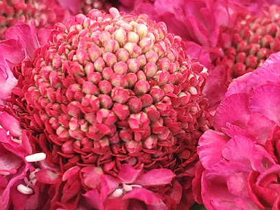 Krayenberggemeinde