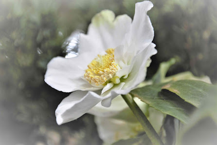 Naturart Blumen