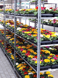 ThüFlor Blumengroß -und Einzelhandel GmbH -Filiale Forstberg