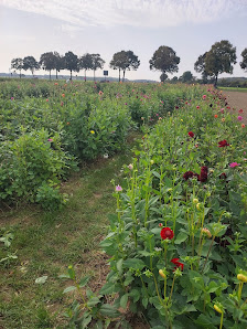 Blumen Wirtz