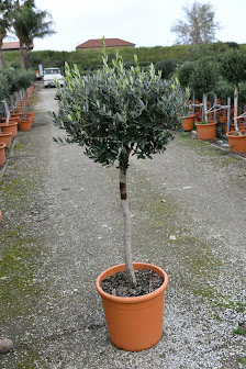 Toscana - Flor Hiep