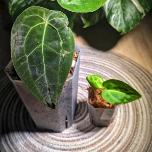 TimBotanicals