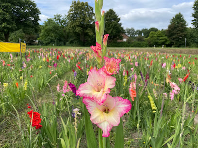 Blumen Selbstpflückfeld