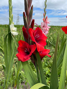 Blumen Selbstpflückfeld
