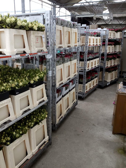Euroflowers GmbH