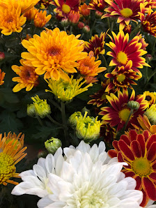 Gartenbau Leenen