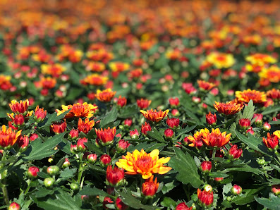 Gartenbau Leenen