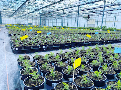 florapartner.de Kräuter & Gemüsepflanzen